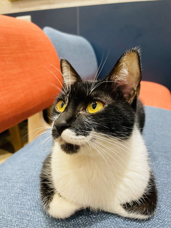 森林小徑精誠店對寵物超友善